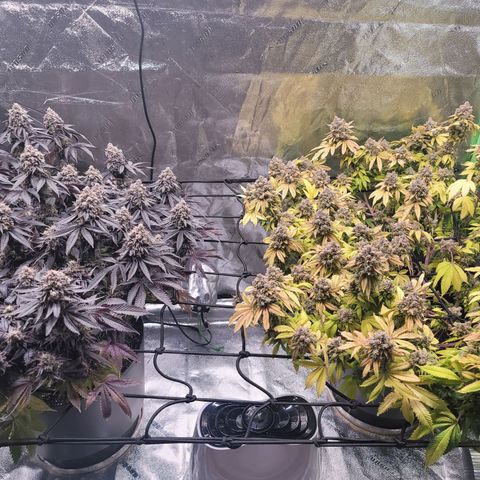 Stardust 1 growlog photo: 10 cups  ph water