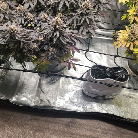 Stardust 1 growlog timeline photo
