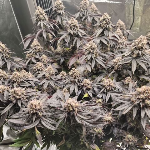 Stardust 1 growlog timeline photo