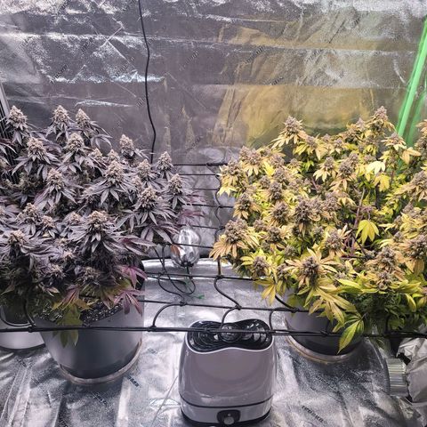 Stardust 1 growlog photo: 10 cups ph water
1 more day of this then start drying  process on our 1st crop that started  in July. 