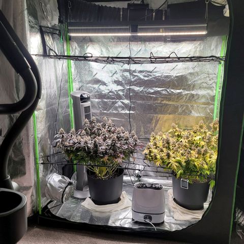 Stardust 1 growlog photo: 10 cups ph water 
Last  day of water for our plants (2)