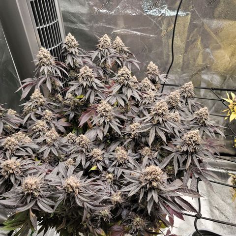 Stardust 1 growlog timeline photo