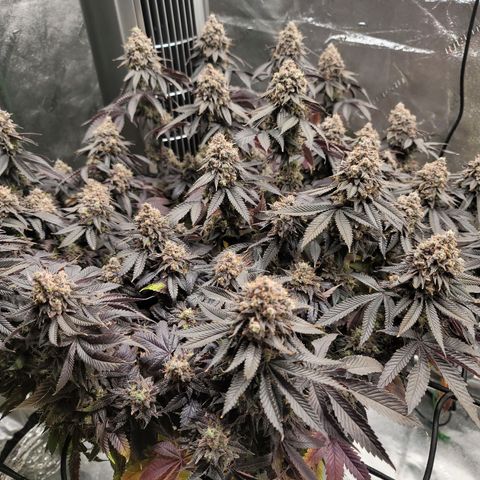 Stardust 1 growlog photo: Ready for harvest 
