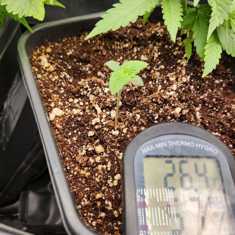 Afghan BSB growlog timeline photo