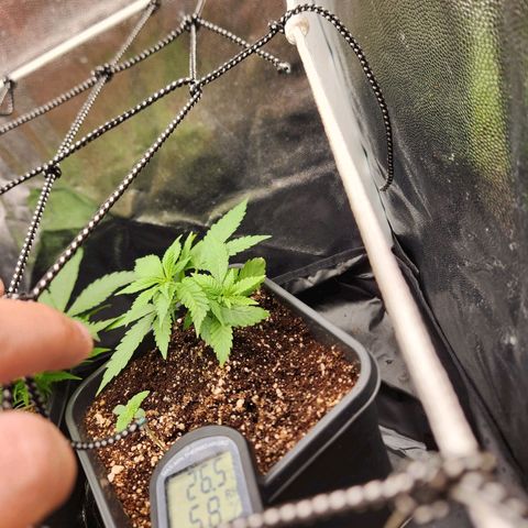 Afghan BSB growlog timeline photo