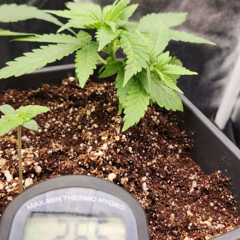 Afghan BSB growlog timeline photo