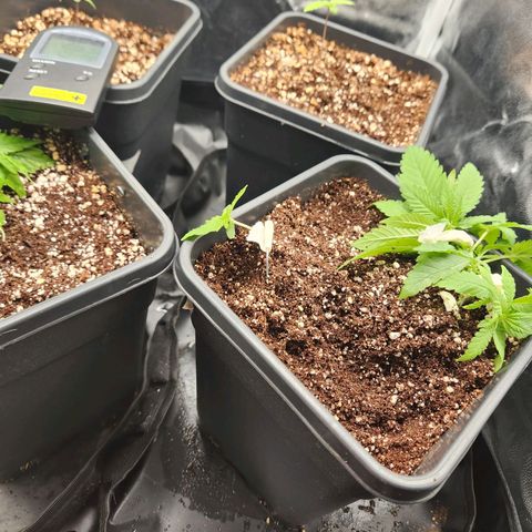 Afghan BSB growlog timeline photo