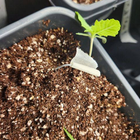 Afghan BSB growlog timeline photo