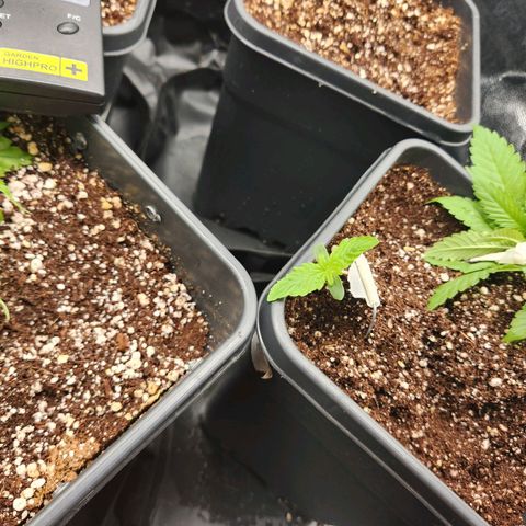 Afghan BSB growlog timeline photo