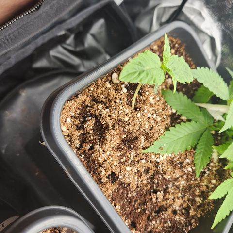Afghan BSB growlog timeline photo