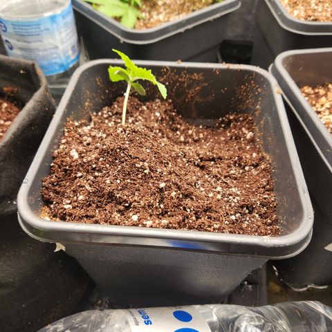 Afghan BSB growlog photo: Leve irritação do transplante da 2. 
Ver resultados 

