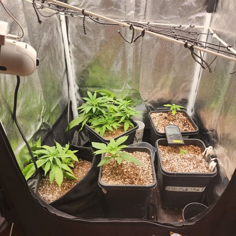 Afghan BSB growlog photo: Cameda adicionada