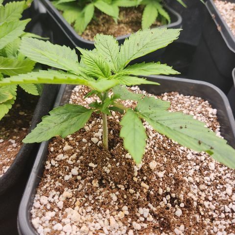 Afghan BSB growlog timeline photo