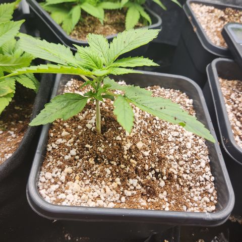 Afghan BSB growlog timeline photo