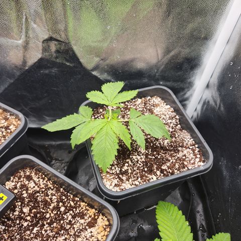 Afghan BSB growlog timeline photo