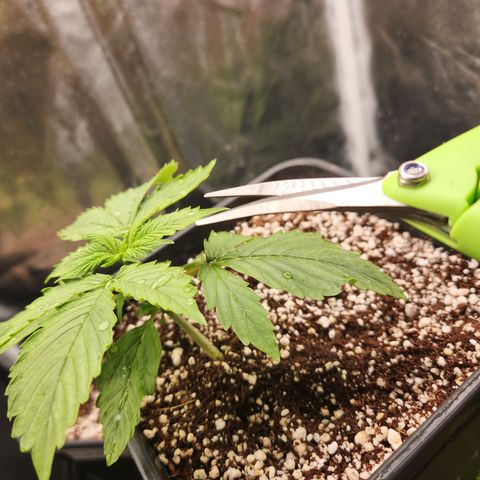 Afghan BSB growlog timeline photo
