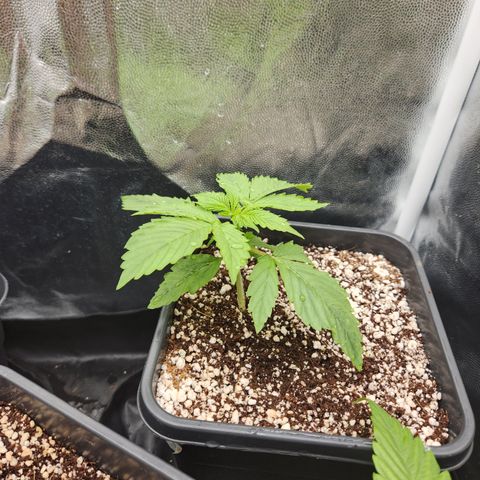 Afghan BSB growlog timeline photo
