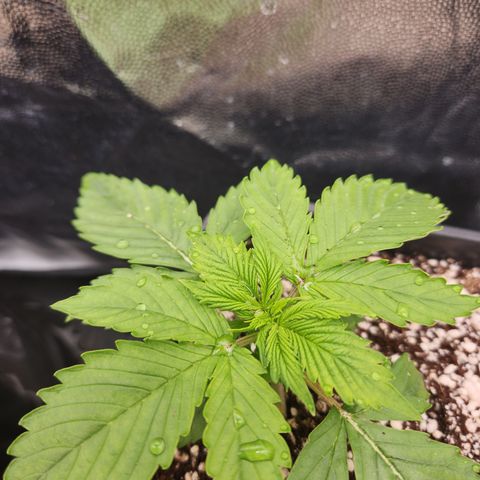 Afghan BSB growlog timeline photo