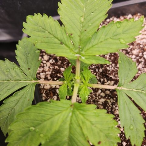 Afghan BSB growlog timeline photo