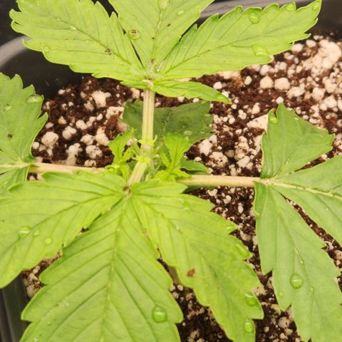 Afghan BSB growlog timeline photo