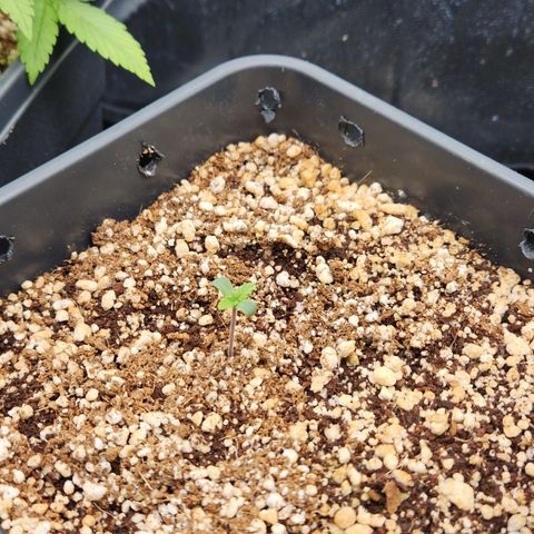 Red skunk growlog timeline photo