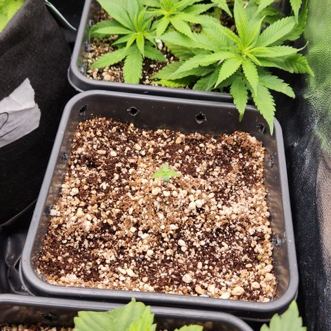 Red skunk growlog timeline photo