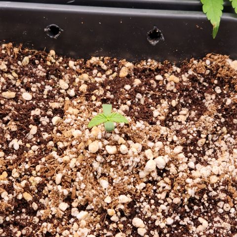 Red skunk growlog timeline photo