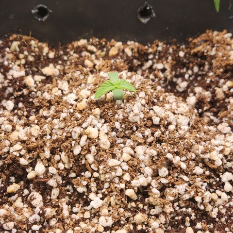 Red skunk growlog timeline photo
