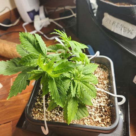 Afghan BSB growlog timeline photo