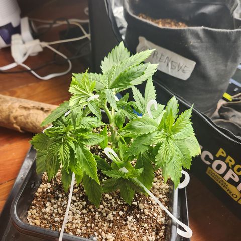 Afghan BSB growlog timeline photo