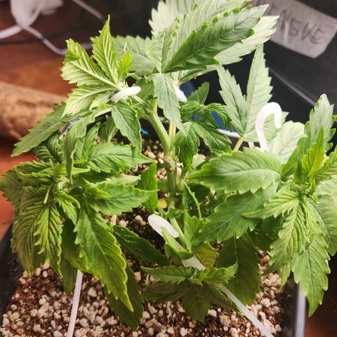 Afghan BSB growlog timeline photo