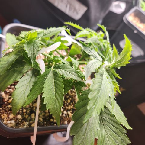 Afghan BSB growlog timeline photo