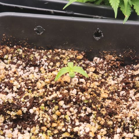 Red skunk growlog timeline photo