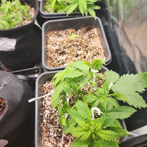 Afghan BSB growlog timeline photo