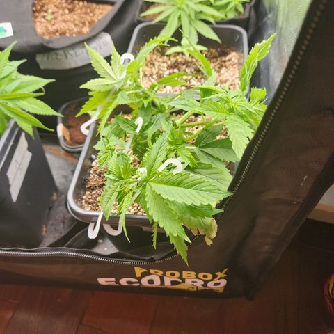Afghan BSB growlog timeline photo