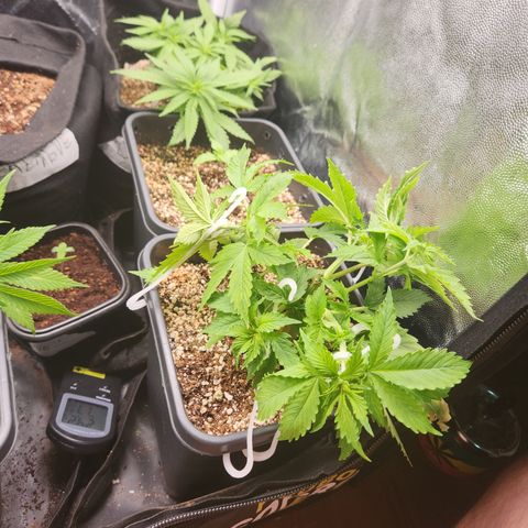 Afghan BSB growlog timeline photo