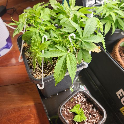 Afghan BSB growlog photo: Aproveitei pra ajustar as LST