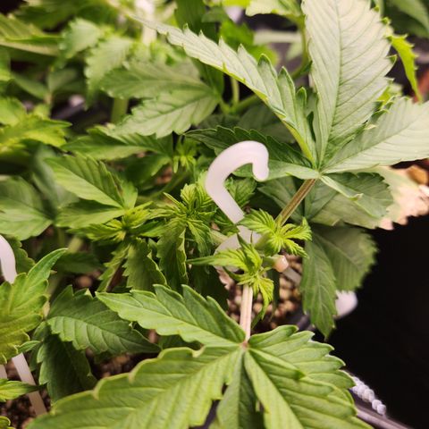 Afghan BSB growlog photo: Aproveitei pra ajustar as LST