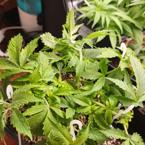 Afghan BSB growlog photo: Aproveitei pra ajustar as LST