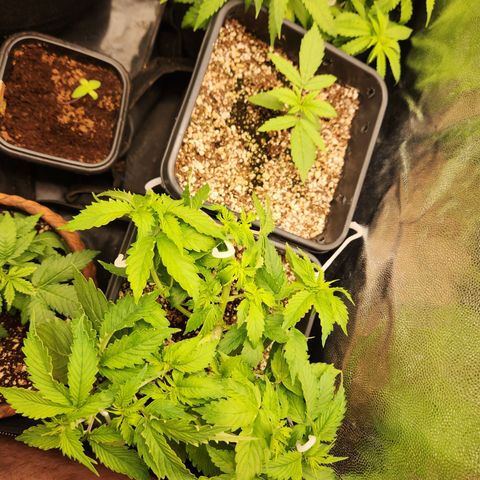 Afghan BSB growlog photo: Linda, indo muito bem, crescendo rápido. Respondeu bem a poda top