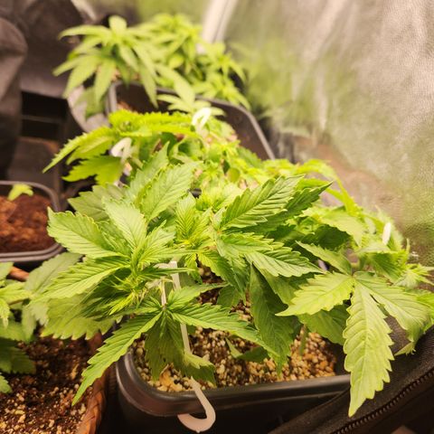 Afghan BSB growlog photo: Linda, indo muito bem, crescendo rápido. Respondeu bem a poda top
