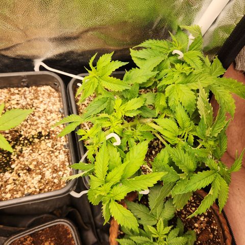 Afghan BSB growlog photo: Linda, indo muito bem, crescendo rápido. Respondeu bem a poda top