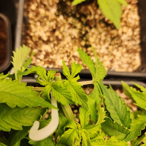 Afghan BSB growlog photo: Linda, indo muito bem, crescendo rápido. Respondeu bem a poda top