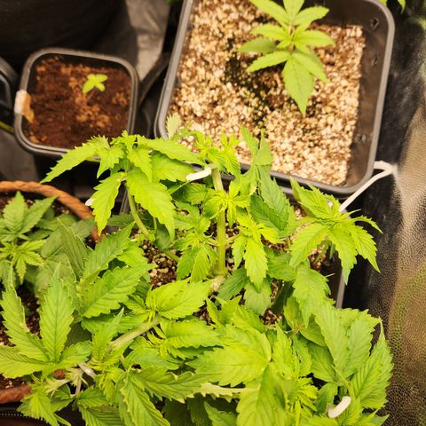 Afghan BSB growlog photo: Linda, indo muito bem, crescendo rápido. Respondeu bem a poda top