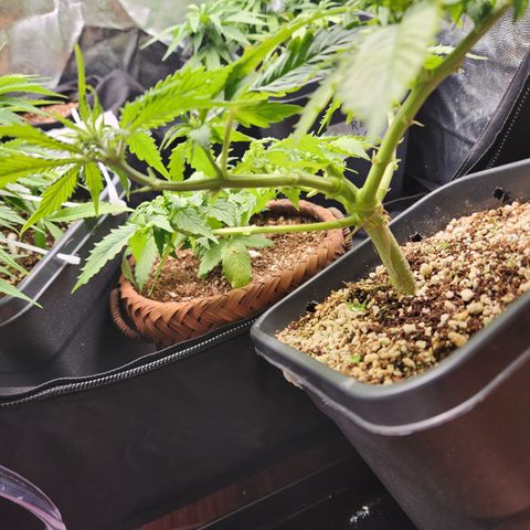 Afghan BSB growlog timeline photo