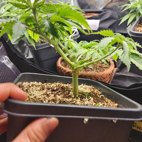 Afghan BSB growlog timeline photo