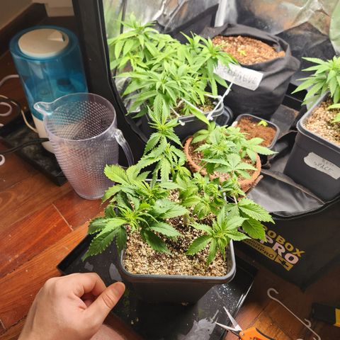 Afghan BSB growlog timeline photo