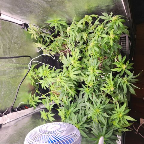 Afghan BSB growlog timeline photo