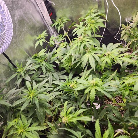 Afghan BSB growlog timeline photo