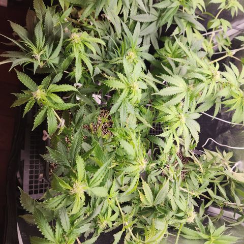 Afghan BSB growlog timeline photo